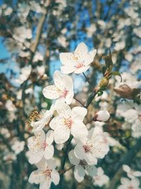 Close-up of flowers on tree