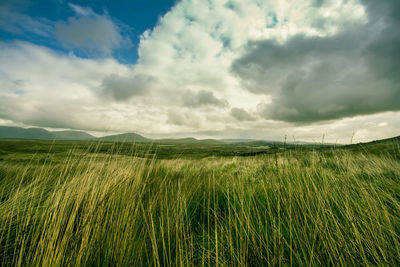 Scenic view of wheat field against sky