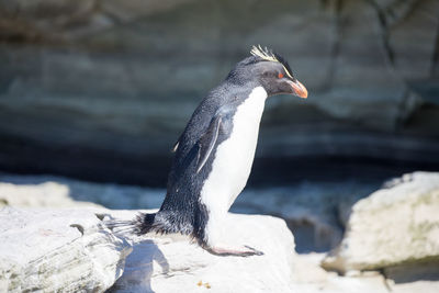 Close-up of bird perching on rock