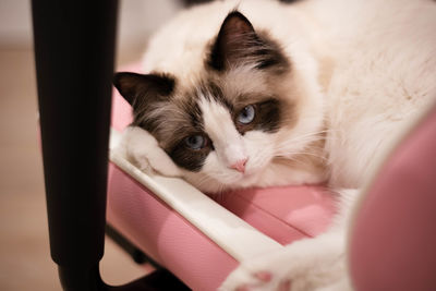 Close-up portrait of a cat at home