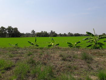 Scenic view of grassy field against clear sky