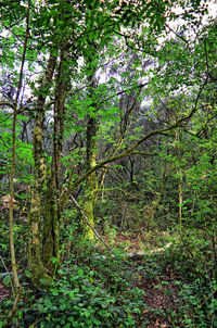 Trees in forest