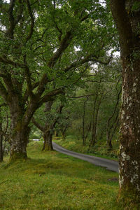 Trees in park