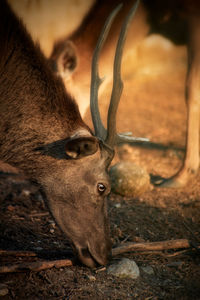 Close-up of deer