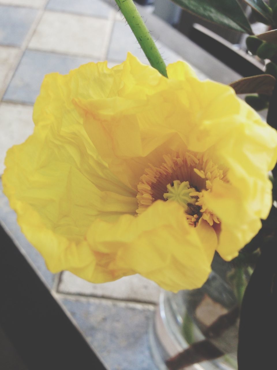 flower, petal, yellow, flower head, freshness, fragility, close-up, focus on foreground, single flower, beauty in nature, nature, blooming, day, high angle view, indoors, plant, no people, growth, selective focus