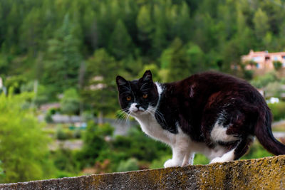 Portrait of black cat