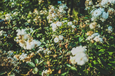 Close-up of white flowering plant