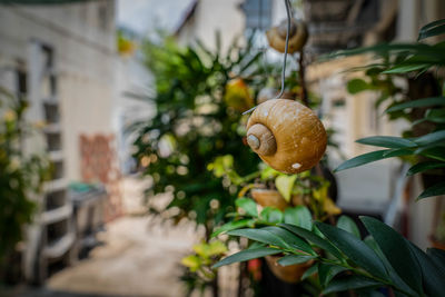 Close-up of snail on plant