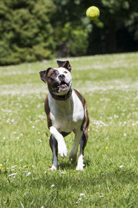 Portrait of dog running on field