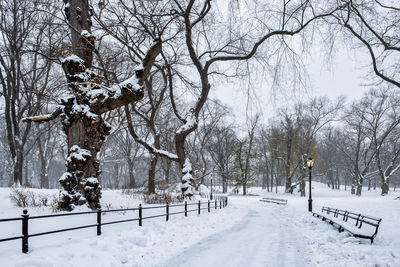 Bare trees on snow covered field during winter