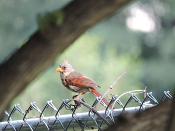 Close-up of bird perching outdoors