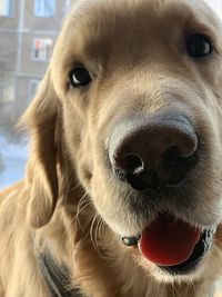 Close-up portrait of dog