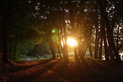 Sunlight streaming through trees in forest