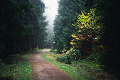 Road amidst trees in forest