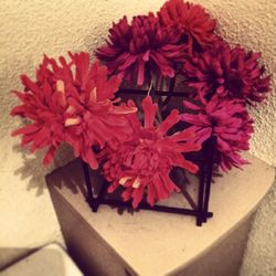 Close-up of red flowers