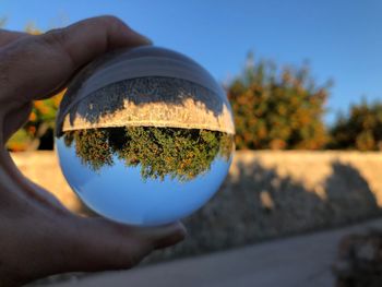 Close-up of hand holding plant against sky