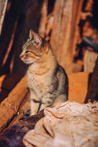 Close-up of a cat looking away