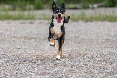 Dogs running on field