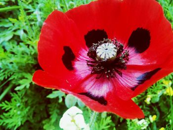 Close-up of red rose flower