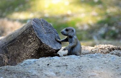 Close-up of lizard on rock