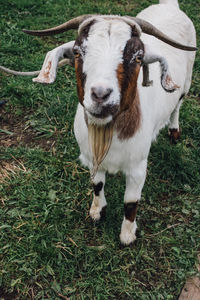 White goat with beard, horn, brown marks on tied up on grass