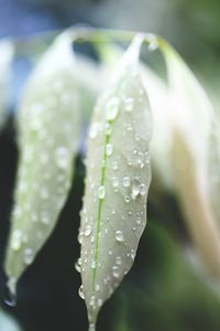 Close-up of wet flower