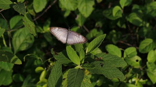 Close-up of butterfly on leaf