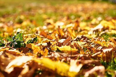 Close-up of dry maple leaves on land