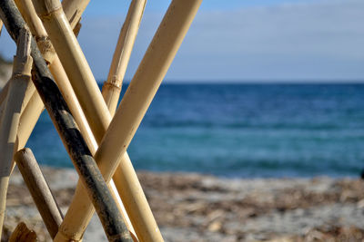 Close-up of bamboos at beach