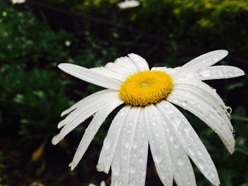 Close-up of yellow flower blooming outdoors