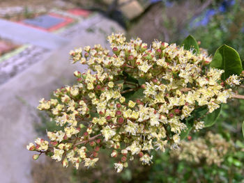 Close-up of cherry blossoms