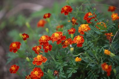 Close-up of orange marigold flowers