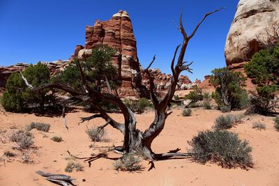 Trees on rock formations in desert against sky