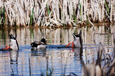 Ducks swimming on lake