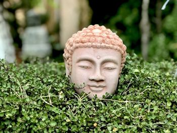 Buddha head looking out of a green plant