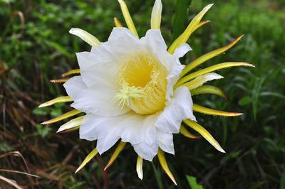 Close-up of flower