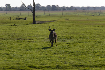 Waterbuck standing in a field