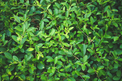 Full frame shot of leaves on field