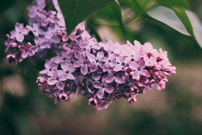 Close-up of pink flowering plant