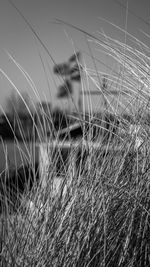 Close-up of crops on field