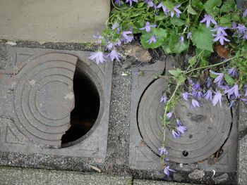 High angle view of plants