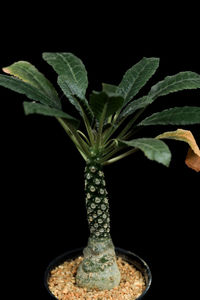 Close-up of potted plant against black background