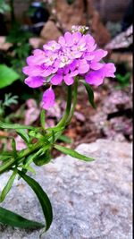 Close-up of pink flowers