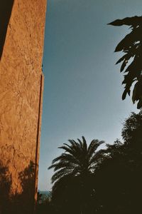 Low angle view of palm trees against clear sky