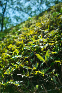 Low angle view of plants growing on field