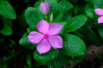 Close-up of water drops on pink flower