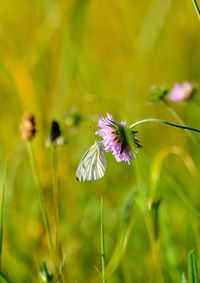 Close-up of purple flowers