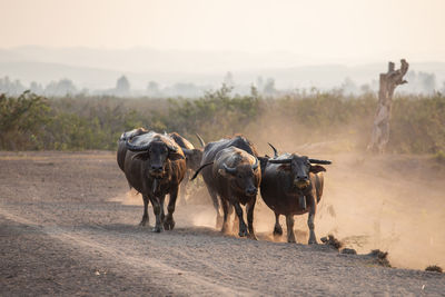 Horse walking on dirt road