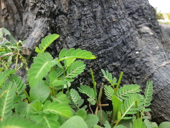 Close-up of green tree trunk