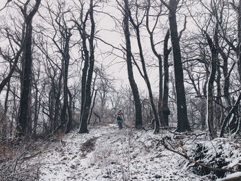 Bare trees on snow covered landscape